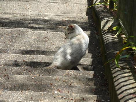 紀伊細川のネコ