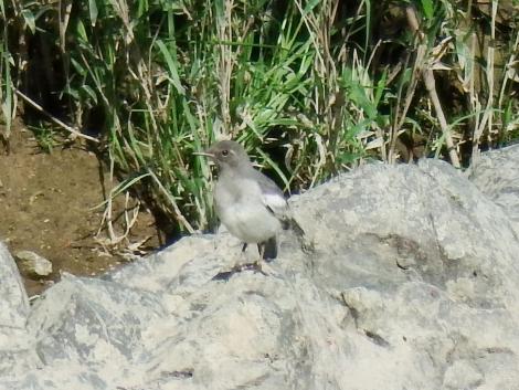 ハクセキレイ幼鳥
