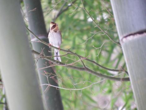 ミヤマホオジロ♀