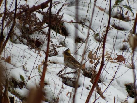 ミヤマホオジロ♀