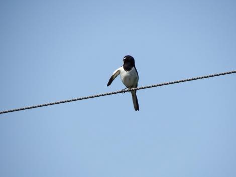 セグロセキレイ