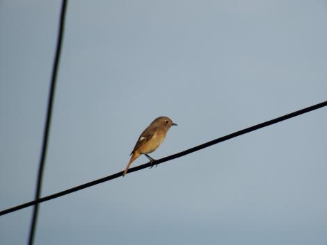 ジョウビタキ♀