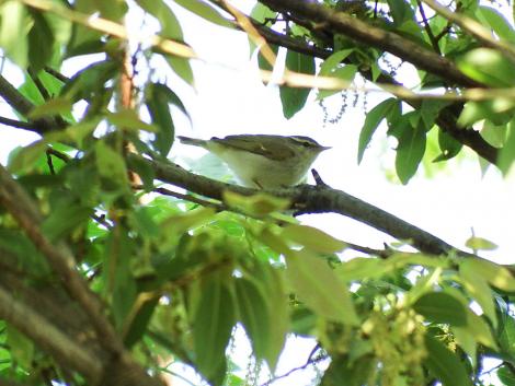 センダイムシクイ