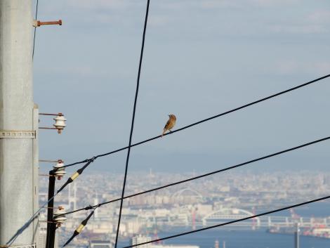 ジョウビタキ♀と六甲アイランド