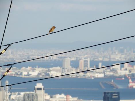 ジョウビタキ♀と六甲アイランド