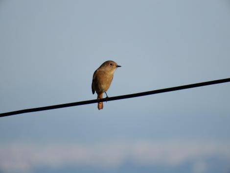 ジョウビタキ♀