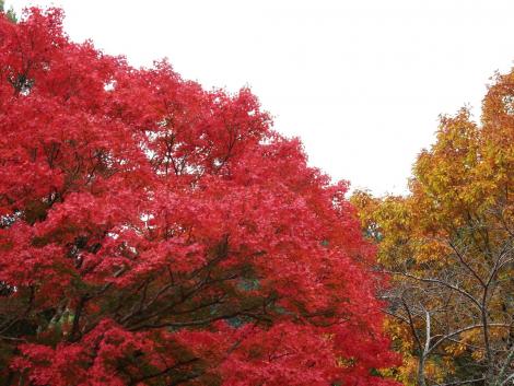 紅葉