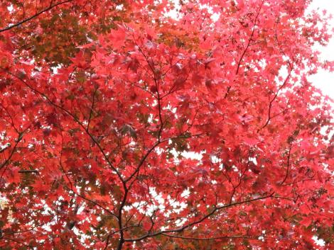 紅葉