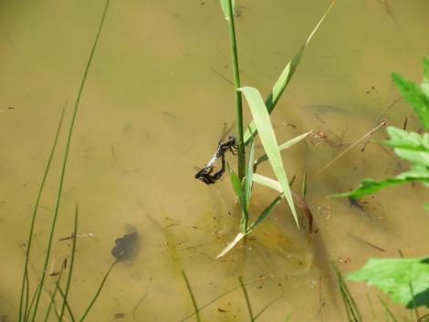 シオカラトンボの交尾