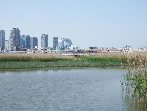 JR西 はまかぜとホシハジロ