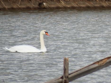 コブハクチョウ