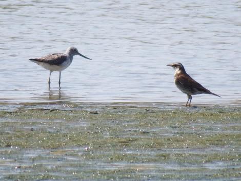 アオアシシギとツグミ