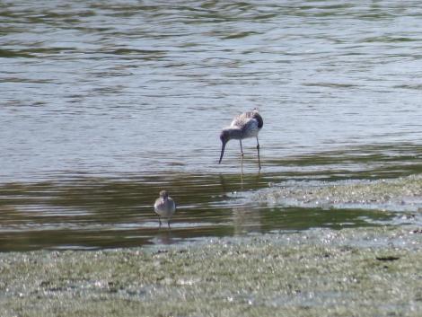 イソシギとアオアシシギ