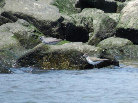 イソシギとキアシシギ