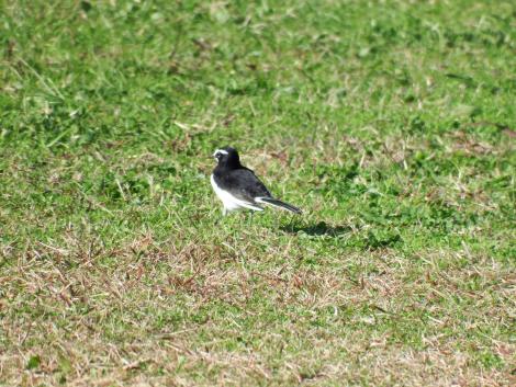 セグロセキレイ