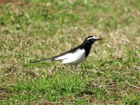 セグロセキレイ