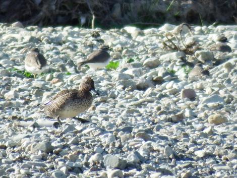 イカルチドリ、コガモ