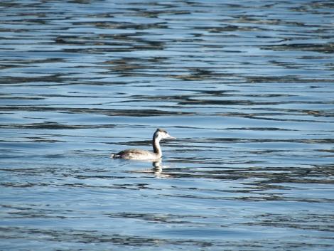 カンムリカイツブリ