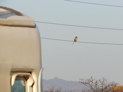 モズ♀と山陽電車3000系