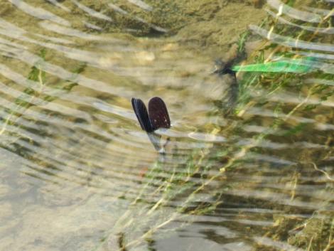 ハグロトンボの産卵