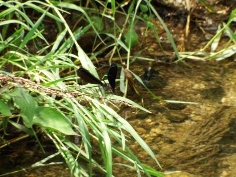 ハグロトンボの交尾