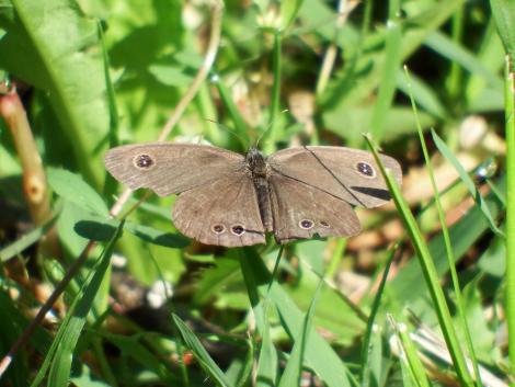 ヒメウラナミジャノメ