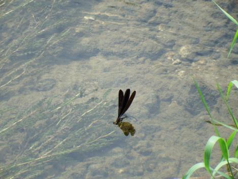 ハグロトンボの産卵