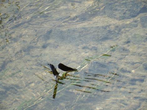 ハグロトンボの産卵