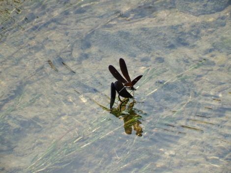 ハグロトンボの産卵