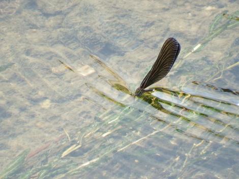 ハグロトンボの産卵