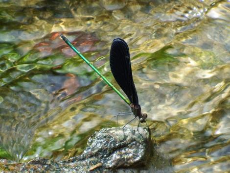 ハグロトンボ♂