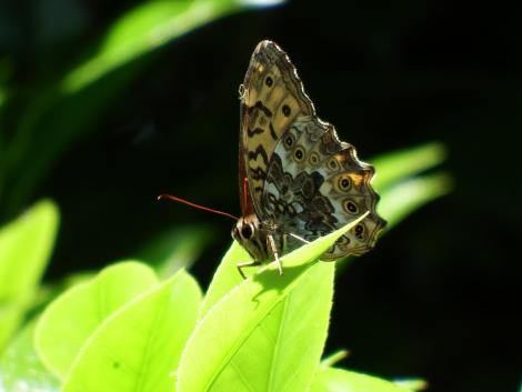 サトキマダラヒカゲ