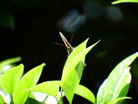 サトキマダラヒカゲ