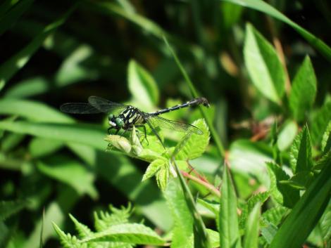 フタスジサナエ