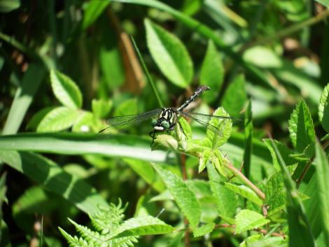 フタスジサナエ