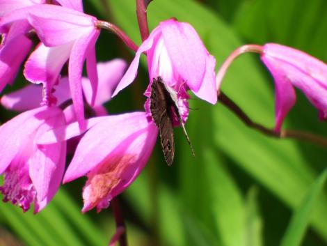 ヒメウラナミジャノメ