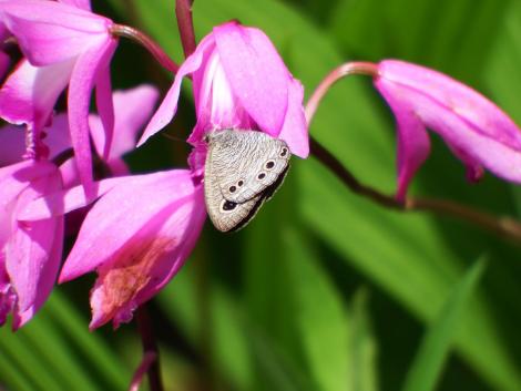 ヒメウラナミジャノメ