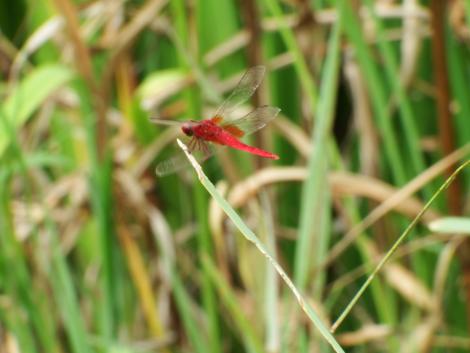 ショウジョウトンボ