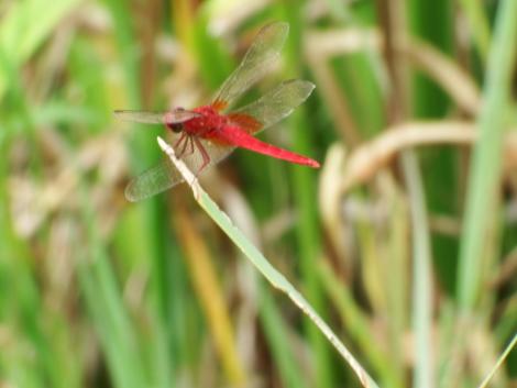 ショウジョウトンボ