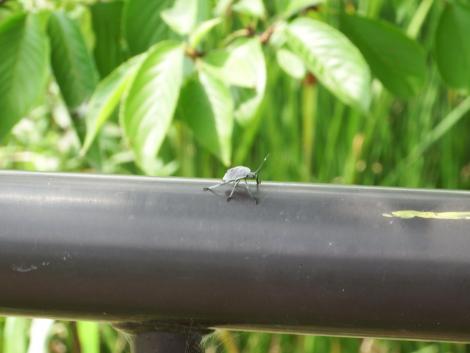 キマダラカメムシの幼虫