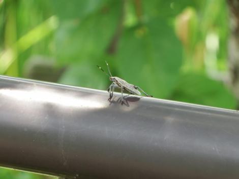 キマダラカメムシの幼虫
