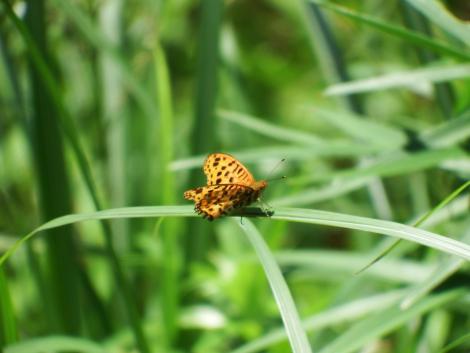 ツマグロヒョウモン