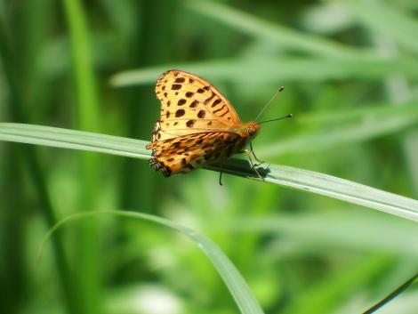 ツマグロヒョウモン