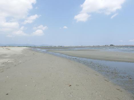 吉野川河口干潟