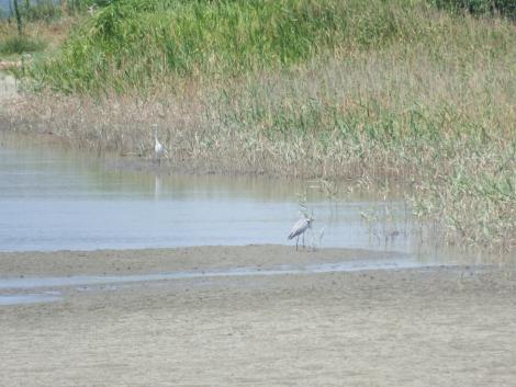 吉野川河口中洲