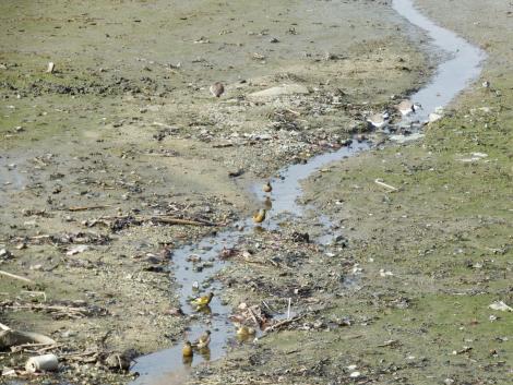イカルチドリ、トウネン、カワラヒワ
