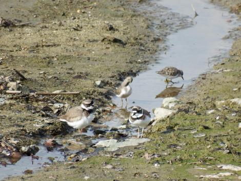 イカルチドリ、トウネン
