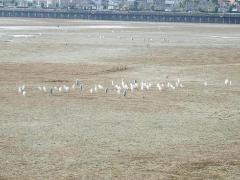 ダイサギ、アオサギ