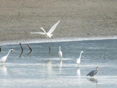 ダイサギ、アオサギ