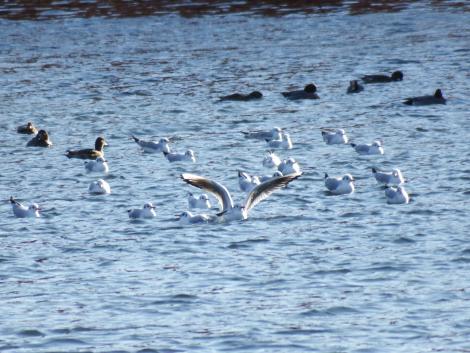 オオバン、ユリカモメ